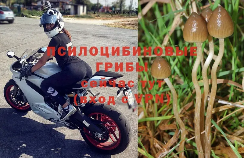 Псилоцибиновые грибы Magic Shrooms  Рудня 